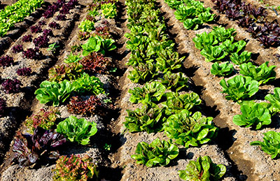 lettuce-crop